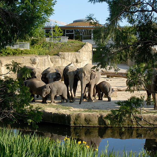 Kölner Zoo elephants