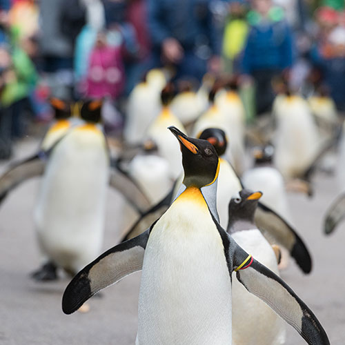 pingouins empereurs zoo bâle